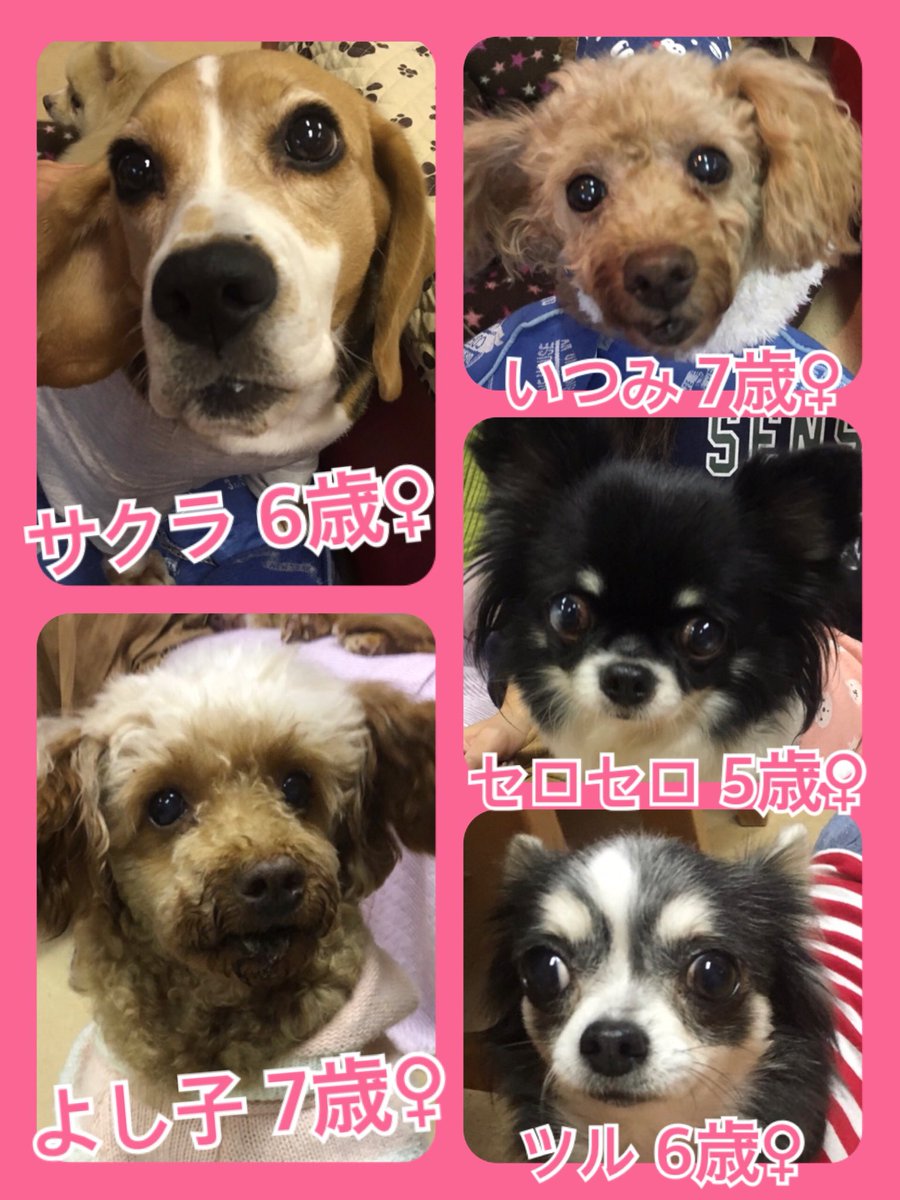 🐾今日はニャンワン🐱🐶の日🐾今日の里親様募集中ワンコ🐶メンバーです🐾2019,11,21